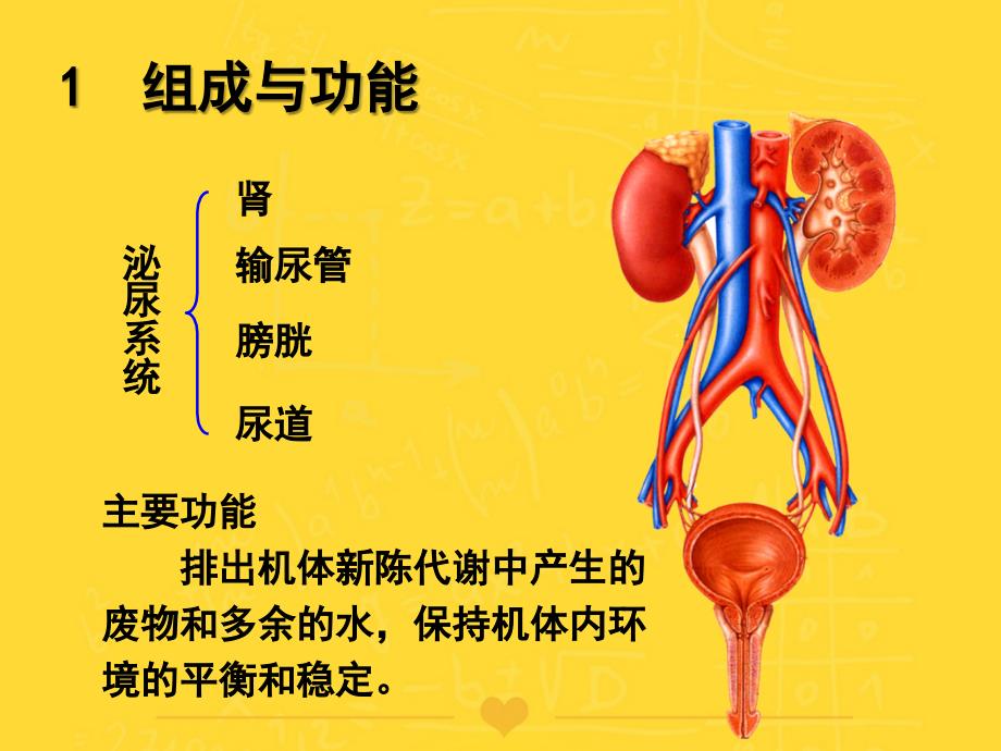 泌尿系统解剖学PPT课件_第2页