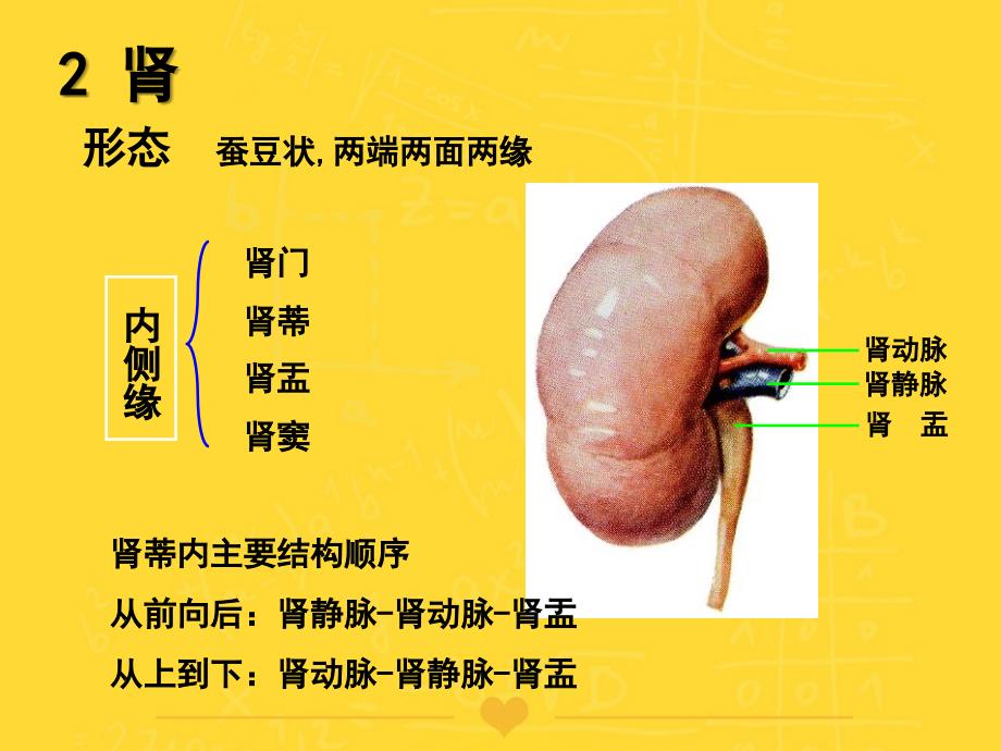 泌尿系统解剖学PPT课件_第3页