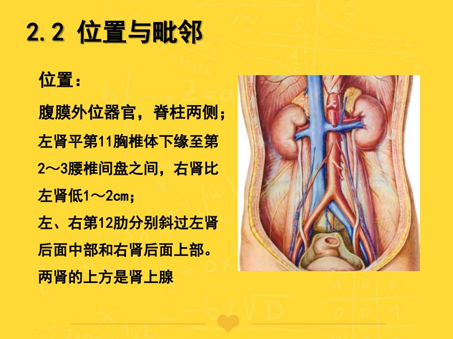 泌尿系统解剖学PPT课件_第4页