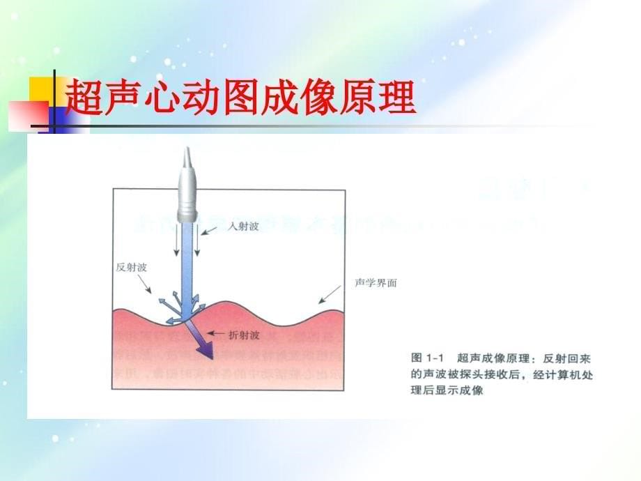 医药超声心动图的成像原理及二维标准切面_第5页