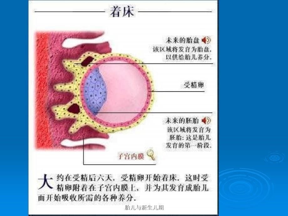 胎儿与新生儿期课件_第5页