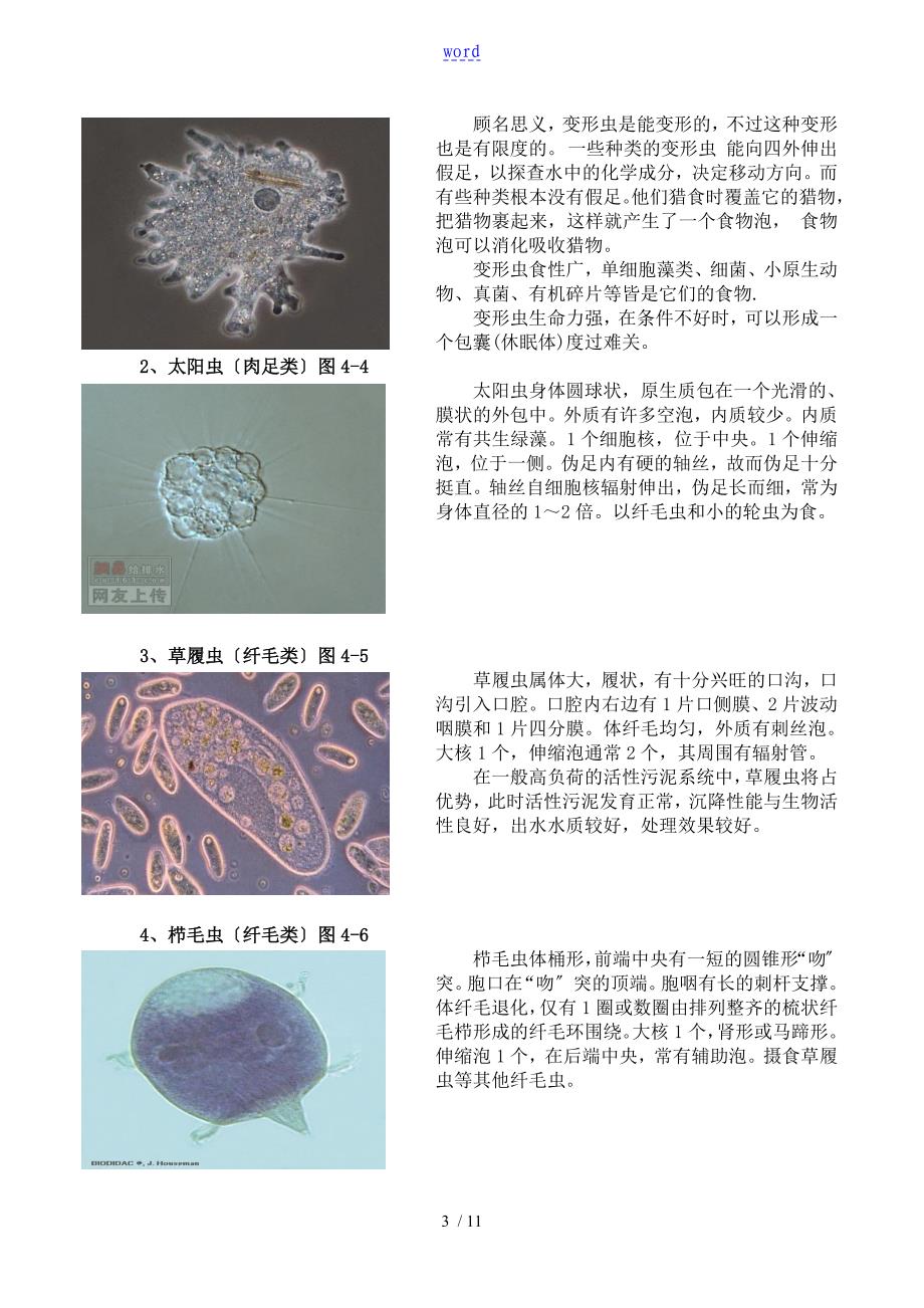 污水处理中地微生物原理_第3页