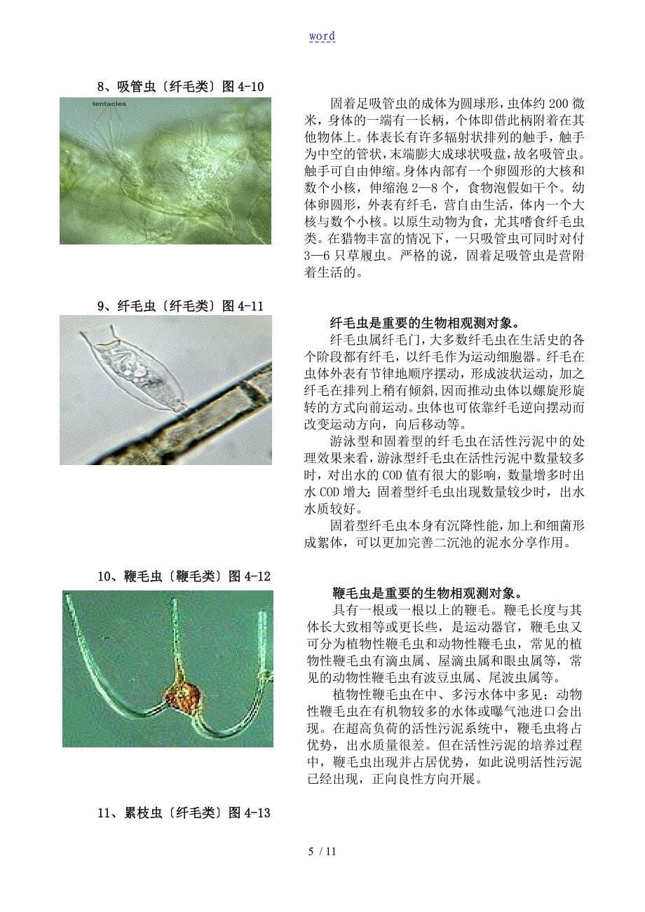 污水处理中地微生物原理_第5页