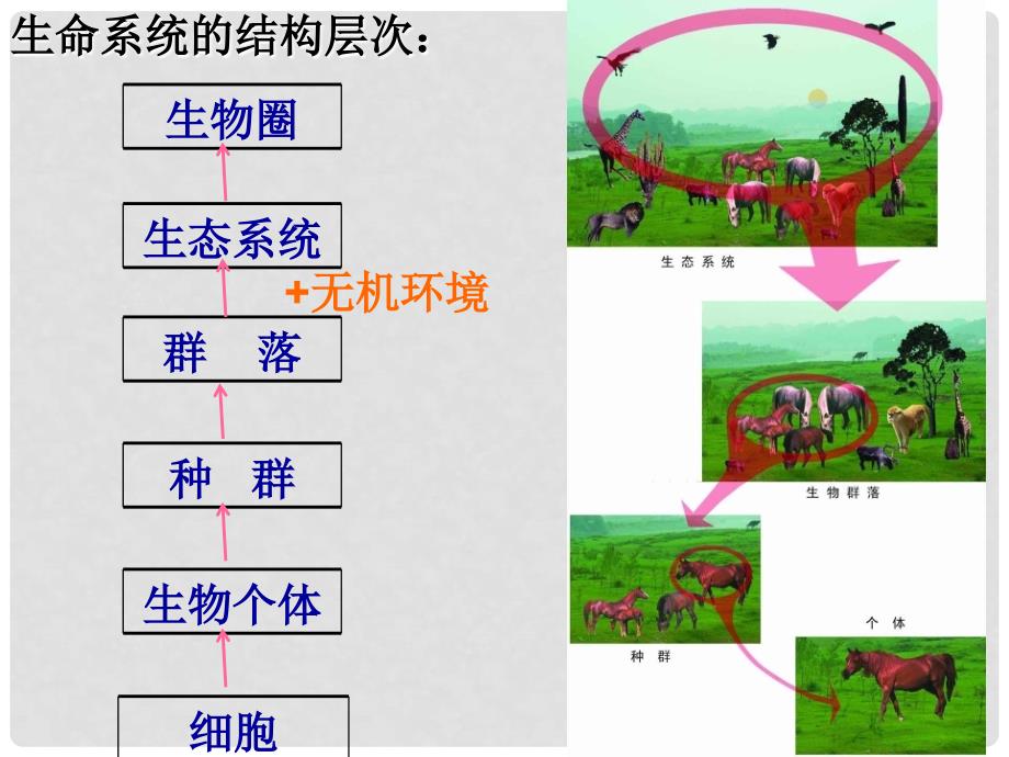 四川省内江市威远县威远中学高中生物《5.1生态系统的结构》课件 新人教版必修3_第2页