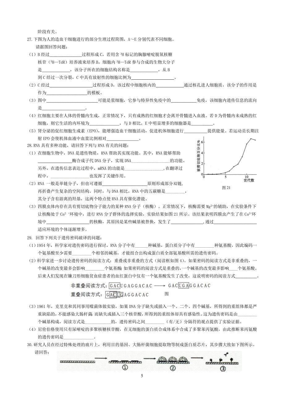 7.基因的本质与表达高三生物二轮复习可直接打印.doc_第5页