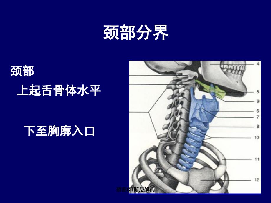 颈部CT断层解剖课件_第2页