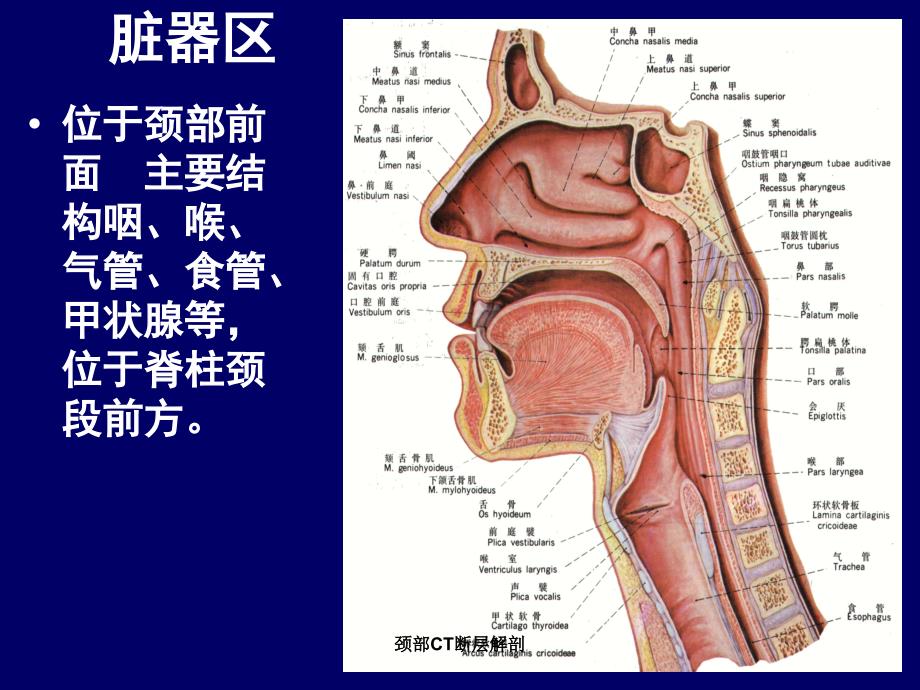 颈部CT断层解剖课件_第4页