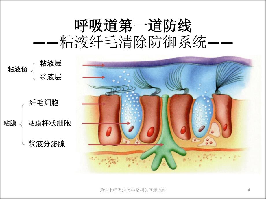 急性上呼吸道感染及相关问题课件_第4页