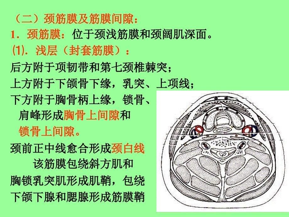 颈部局解应用解剖_第5页