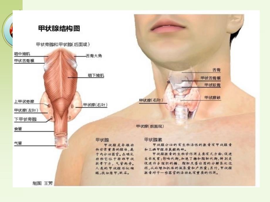 甲状腺素及抗甲状腺药_第2页