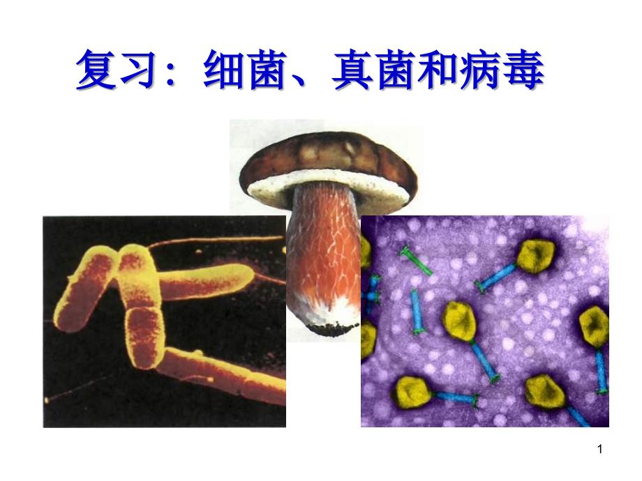 初二生物细菌、真菌和病毒复习优秀课件_第1页