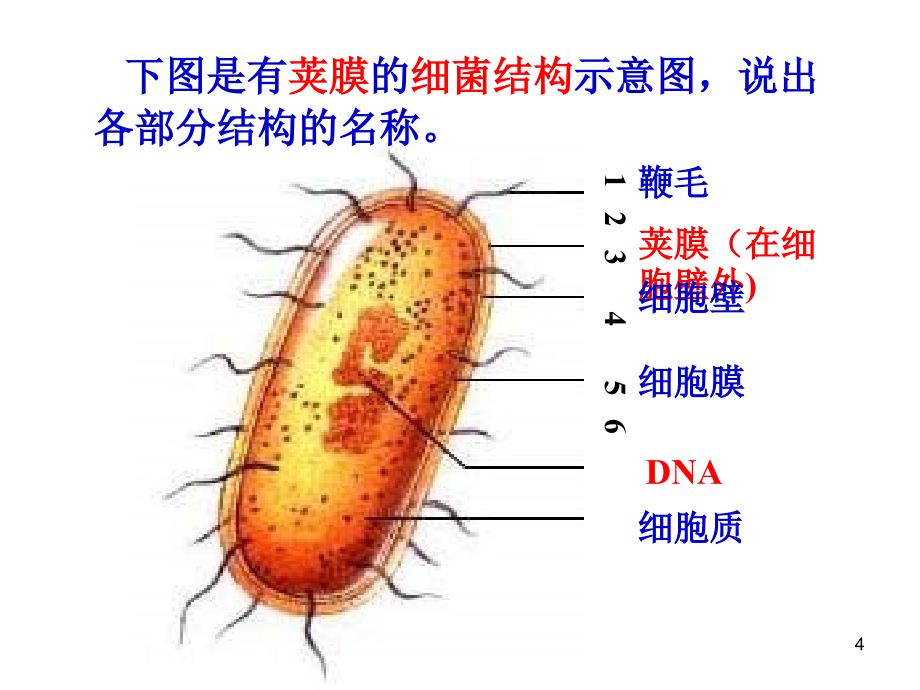 初二生物细菌、真菌和病毒复习优秀课件_第4页