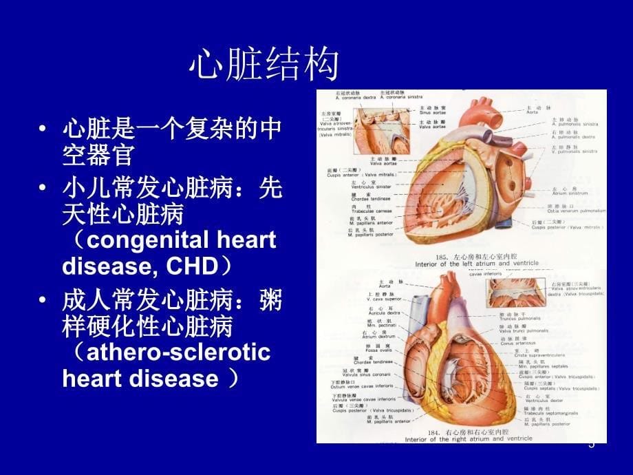 小儿先天性心脏病ppt课件_第5页