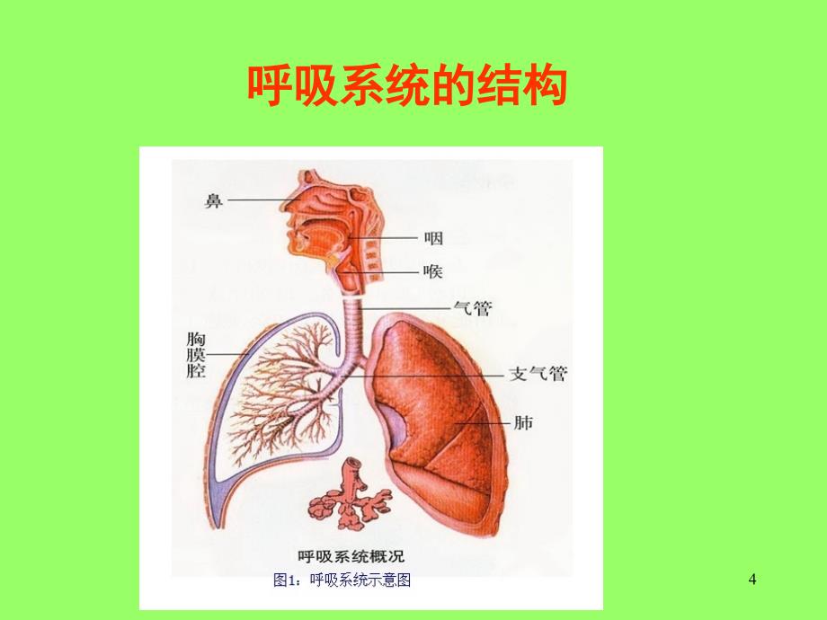 感冒与用药课件_第4页