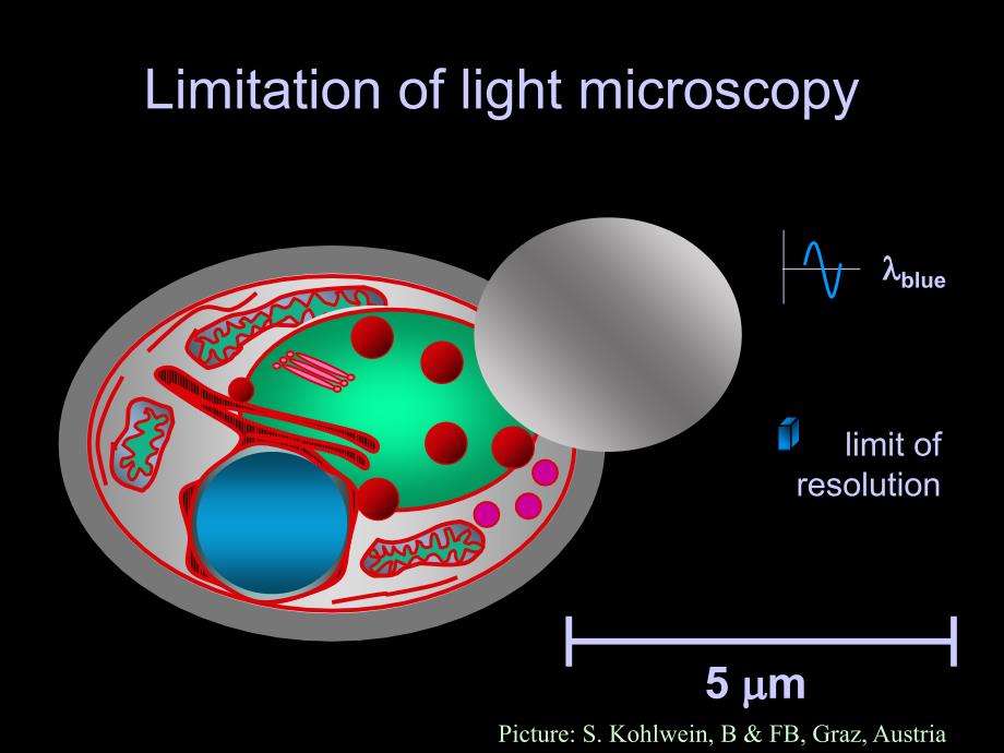 FlurescenceMicroscopyinPharmacology荧光显微镜在药理学_第4页