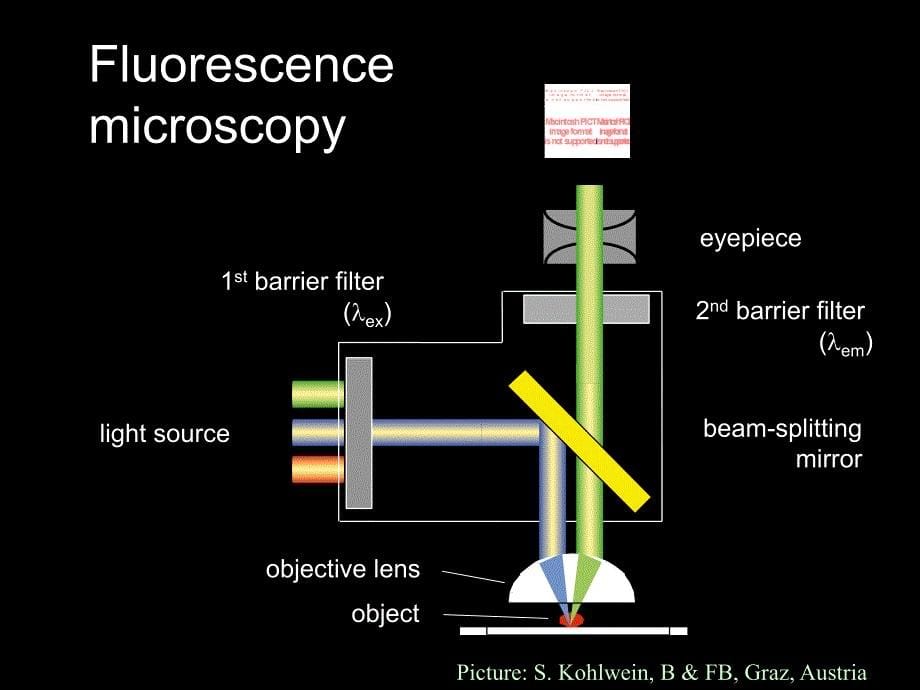 FlurescenceMicroscopyinPharmacology荧光显微镜在药理学_第5页