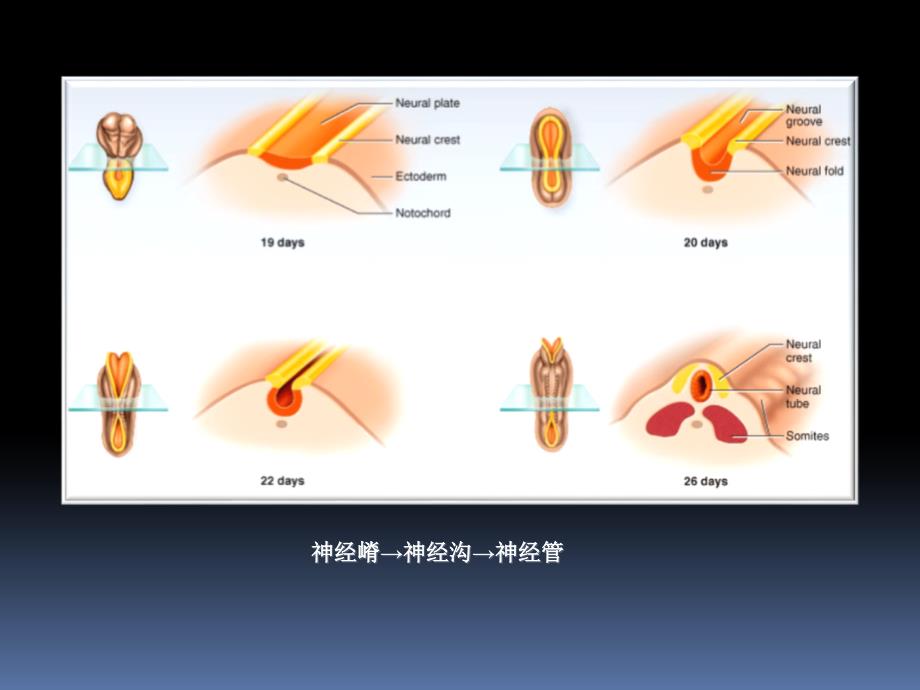 神经解剖学：06-06 脑干外形_第1页