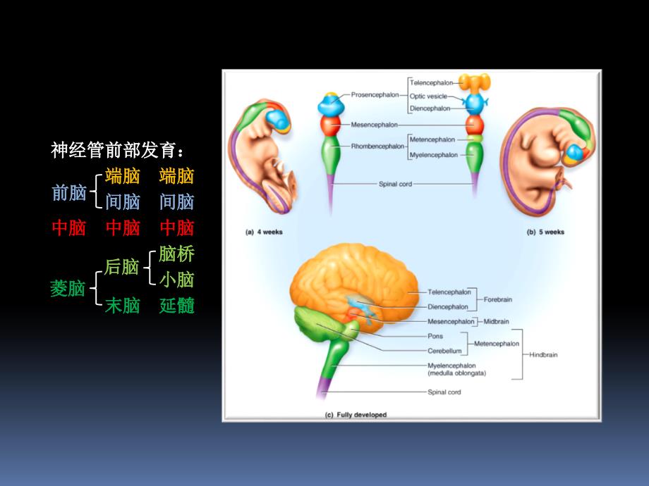 神经解剖学：06-06 脑干外形_第2页