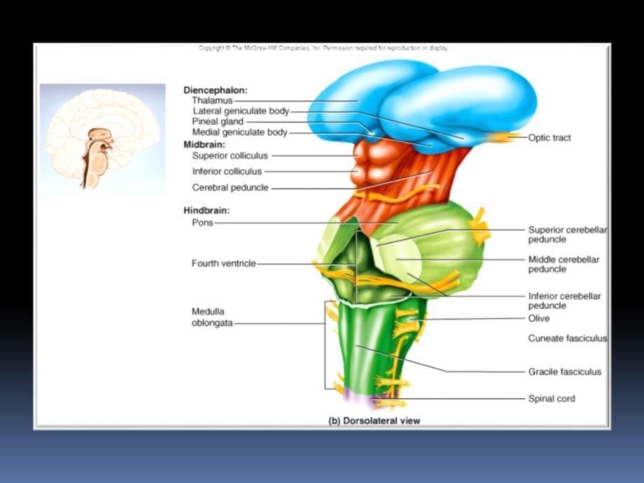 神经解剖学：06-06 脑干外形_第5页