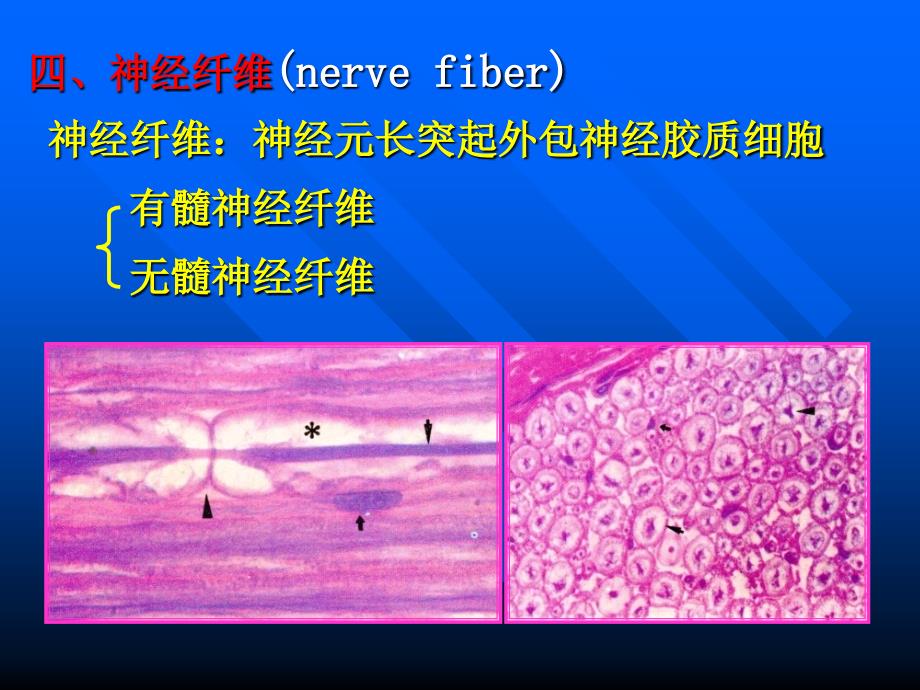 组织学与胚胎学 第7章 神经组织(下)_第1页