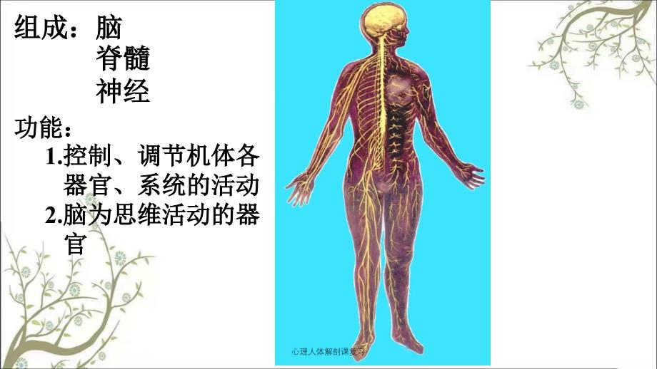 心理人体解剖课复习_第2页