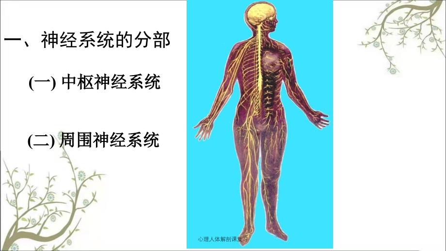 心理人体解剖课复习_第3页