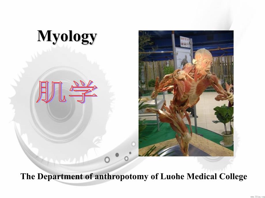 解剖学myologyPPT课件_第1页