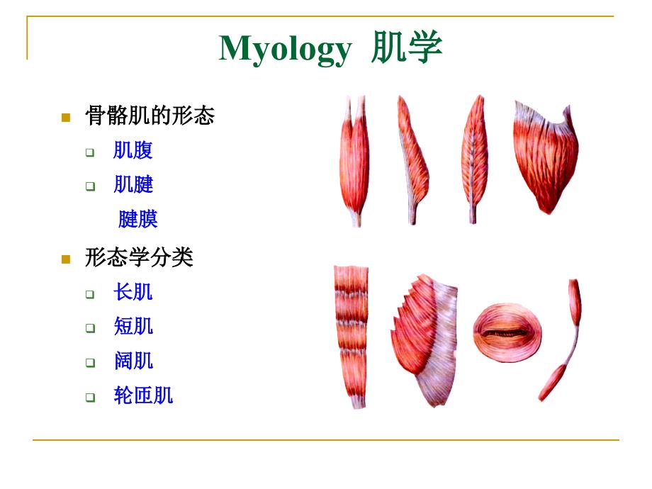 解剖学myologyPPT课件_第2页