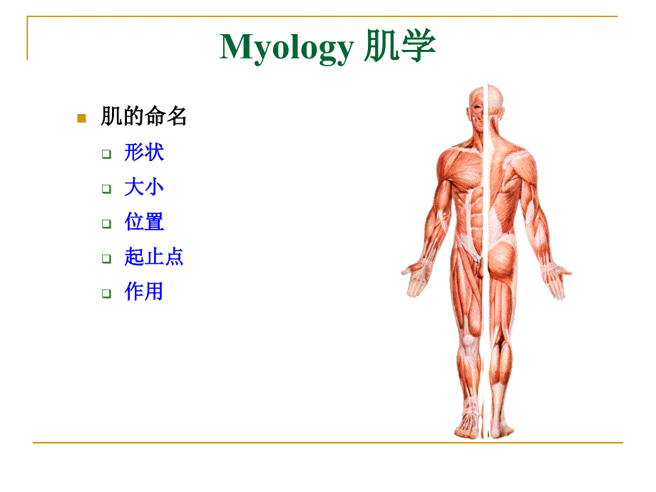 解剖学myologyPPT课件_第4页