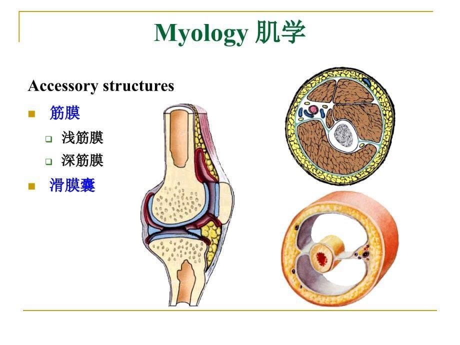 解剖学myologyPPT课件_第5页