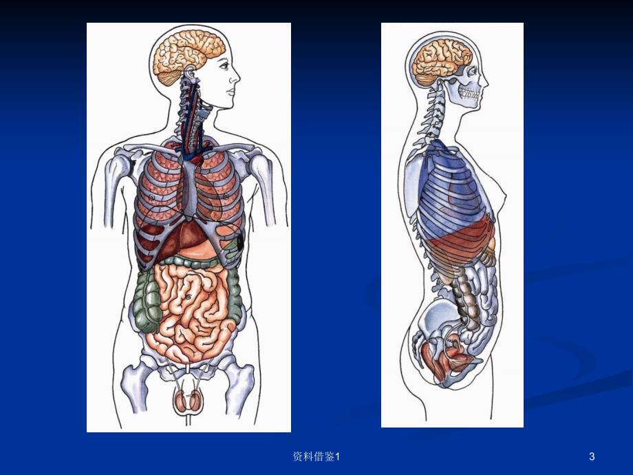 腹腔解剖图谱（行业荟萃）_第3页