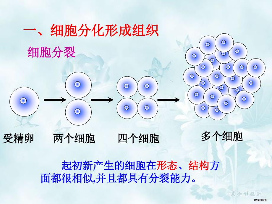 动物体的结构层次_第3页