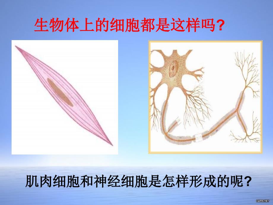 动物体的结构层次_第4页