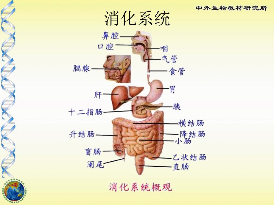 苏教版初中生物人体的消化与吸收精品课件_第2页