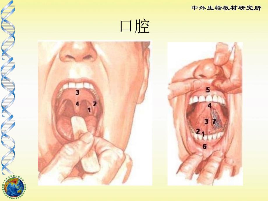 苏教版初中生物人体的消化与吸收精品课件_第4页