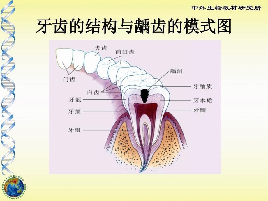 苏教版初中生物人体的消化与吸收精品课件_第5页