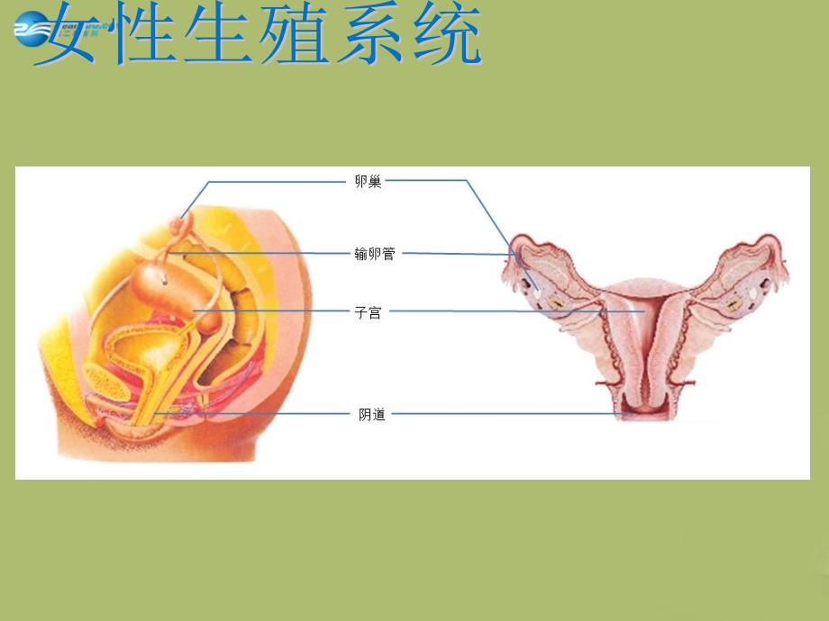 2022-2023学年八年级生物下册 第六单元 第一章 第三节 人的生殖和胚胎发育课件 冀教版_第4页