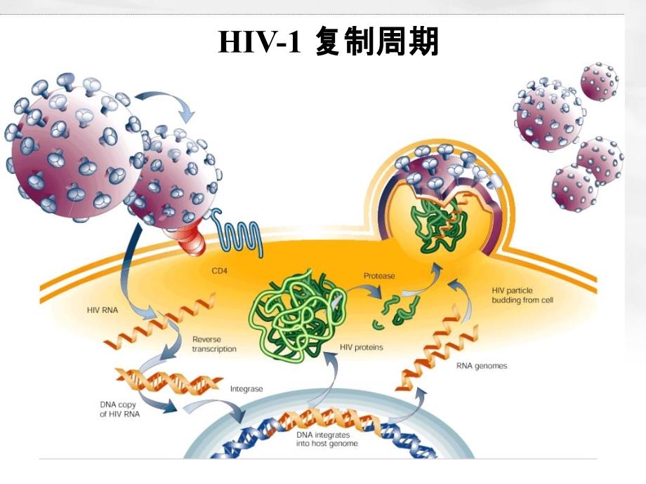 抗击HBV耐药HIV治疗和耐药启示_第2页