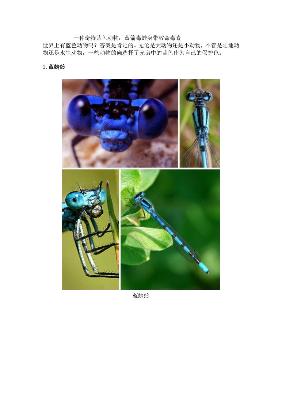 十种奇特蓝色动物：蓝箭毒蛙身带致命毒素_第1页