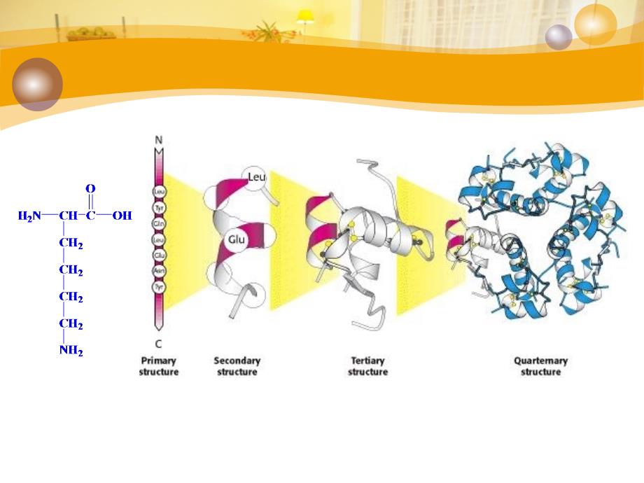 氨基酸与肽PPT课件_第2页