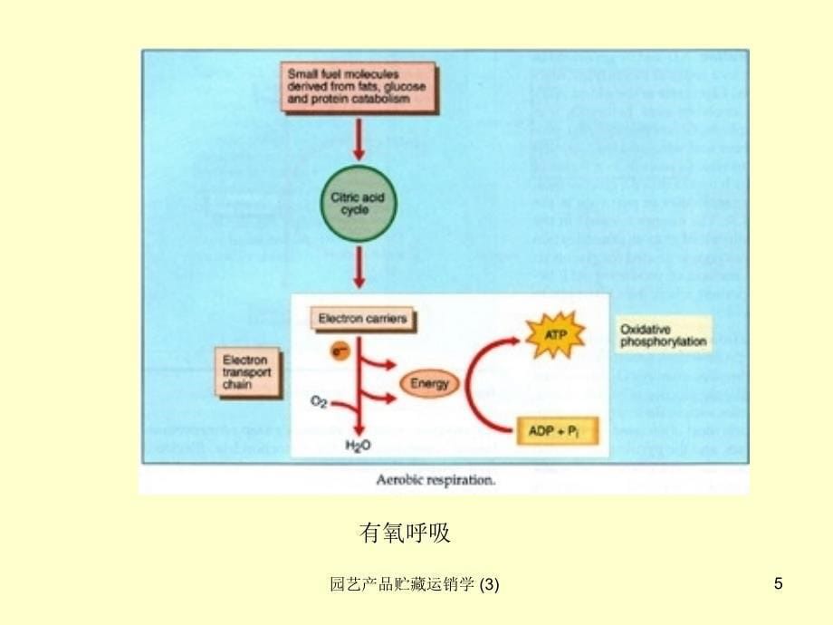 园艺产品贮藏运销学3课件_第5页