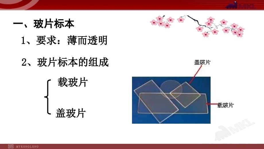 第二节植物细胞_第3页