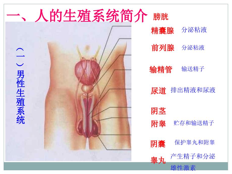人教版生物七年级下册第二节人的生殖-ppt课件_第3页