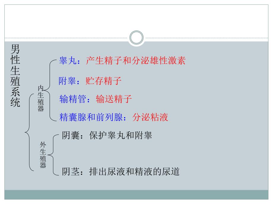 人教版生物七年级下册第二节人的生殖-ppt课件_第4页