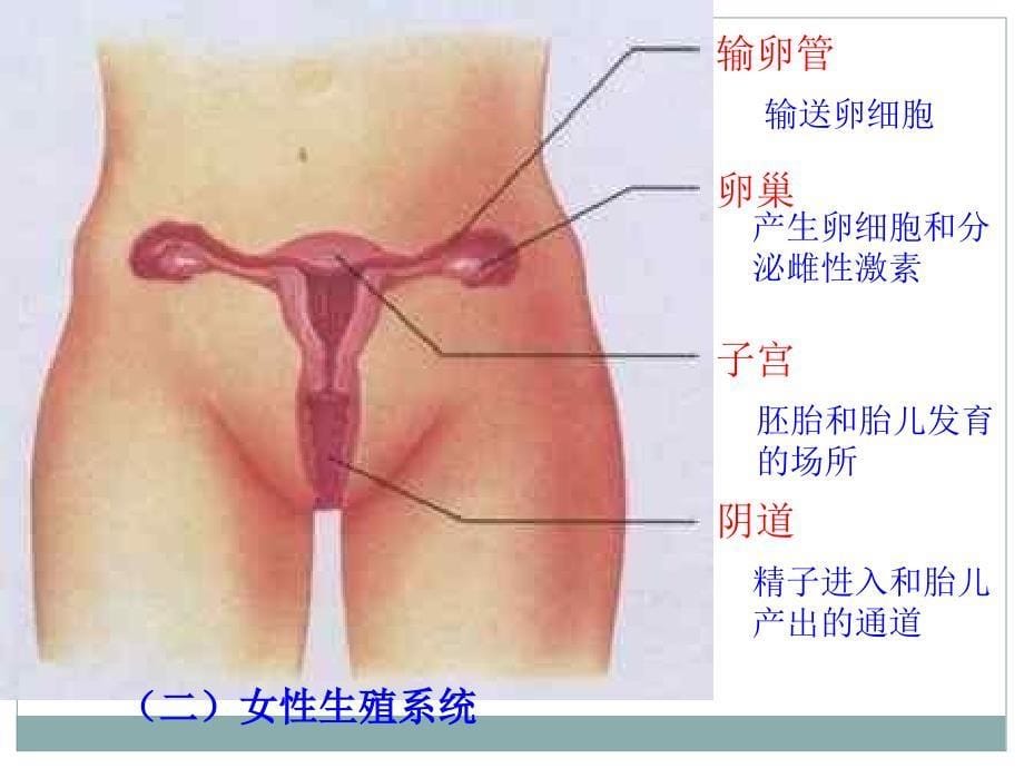 人教版生物七年级下册第二节人的生殖-ppt课件_第5页