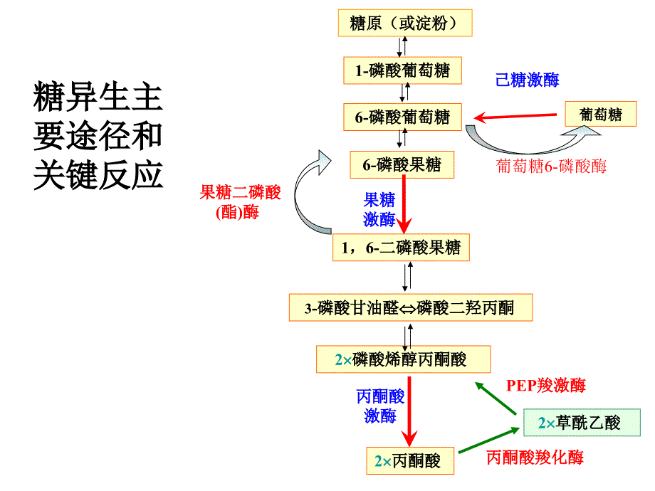 糖异生及糖原合成课件_第3页