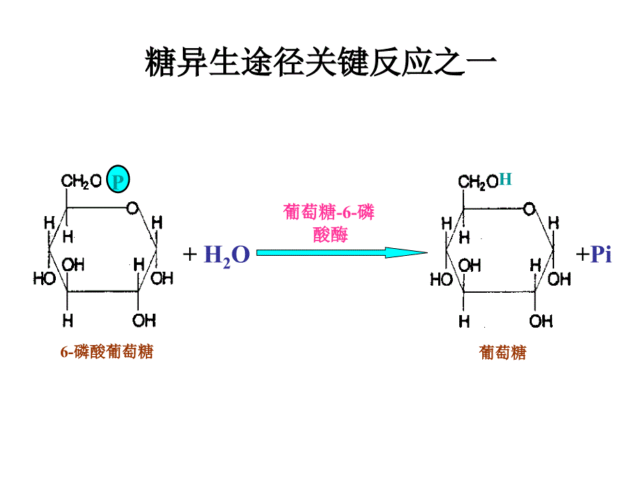 糖异生及糖原合成课件_第4页