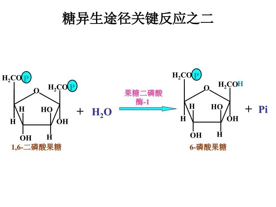 糖异生及糖原合成课件_第5页