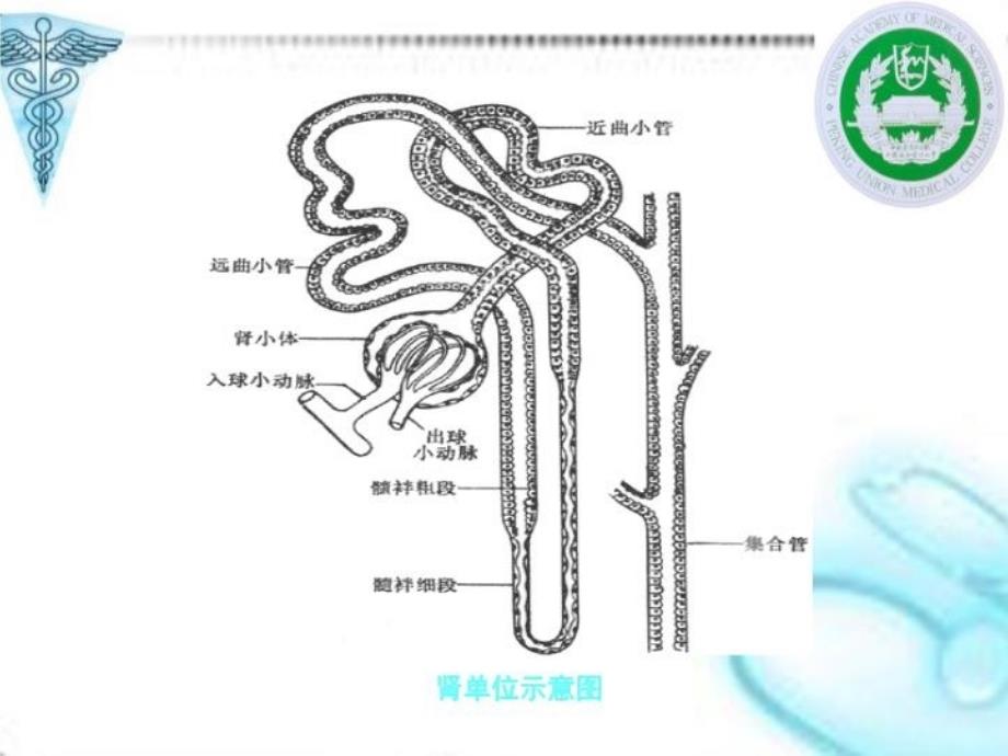 最新原发性肾小球肾炎ppt课件_第3页