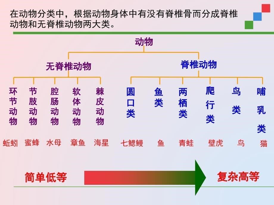 小学6年级动物分类ppt课件_第5页